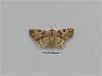 藏品(夜蛾382)的圖片